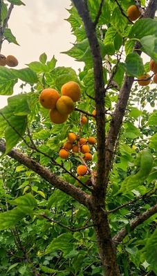 Продам дом, Новая ул, 40, Первомайское с, 0 км от города