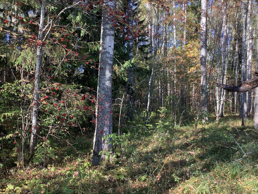 Продам участок 8,5 соток, ИЖС, Фиолетовая ул, 21, Загуры д, 0 км от города