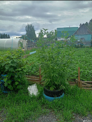 Продам участок 16,84 соток, Фермерское хоз., Мира ул, Ханты-Мансийск г, 0 км от города