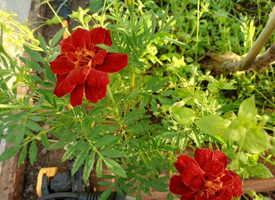 Продам участок 16,84 соток, Фермерское хоз., Мира ул, Ханты-Мансийск г, 0 км от города