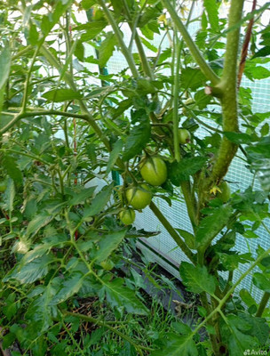 Продам участок 16,84 соток, Фермерское хоз., Мира ул, Ханты-Мансийск г, 0 км от города