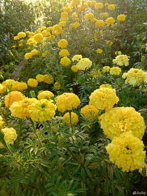 Продам участок 16,84 соток, Фермерское хоз., Мира ул, Ханты-Мансийск г, 0 км от города