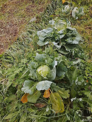 Продам участок 16,84 соток, Фермерское хоз., Мира ул, Ханты-Мансийск г, 0 км от города