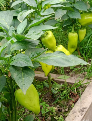 Продам участок 16,84 соток, Фермерское хоз., Мира ул, Ханты-Мансийск г, 0 км от города