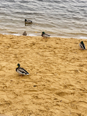 Продам трехкомнатную (3-комн.) квартиру, Исаковского ул, 14к1, Москва г