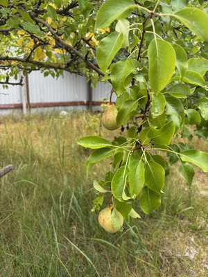 Продам коттедж, Нагорная ул, Фролищи рп, 0 км от города