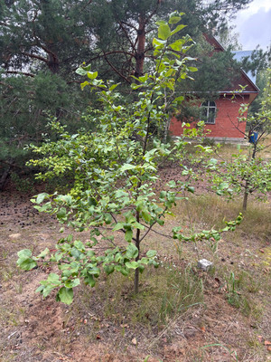 Продам коттедж, Нагорная ул, Фролищи рп, 0 км от города