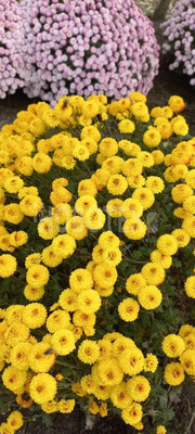 Продам дом, Лунная ул, 23, Апшеронск г, 0 км от города