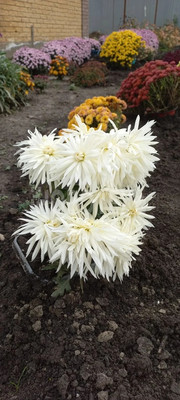 Продам дом, Лунная ул, 23, Апшеронск г, 0 км от города