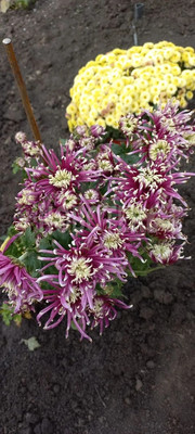 Продам дом, Лунная ул, 23, Апшеронск г, 0 км от города