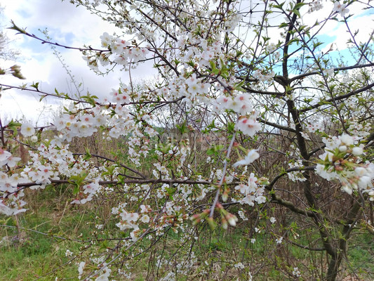 Продам участок 7,5 соток, ИЖС, Степная ул, 46, Азовская ст-ца, 0 км от города