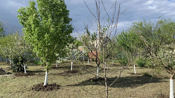 Продам участок 6 соток, Фермерское хоз., Мебельщик тер. СНТ, 31, Саратовская ст-ца, 0 км от города