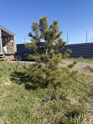 Продам коттедж, Ойнелово тер, Верхние Осельки массив, 0 км от города