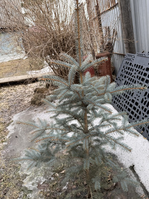 Продам дом, 1-я ул, 37, Лайнер тер.СОСН, 0 км от города