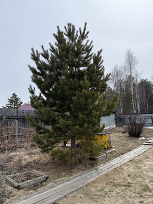 Продам дом, 1-я ул, 37, Лайнер тер.СОСН, 0 км от города