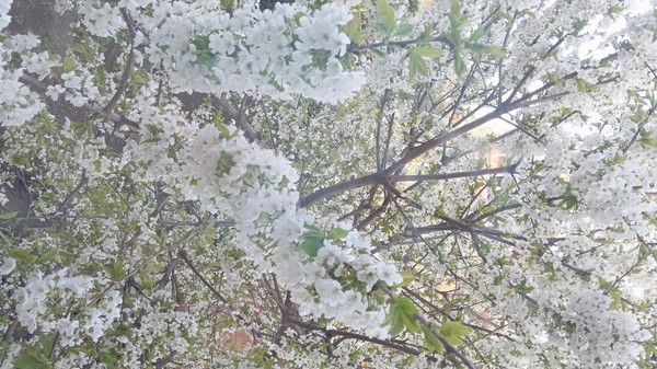 Продам дачу, Активный (Расцвет снт) проезд, Армавир г, 0 км от города