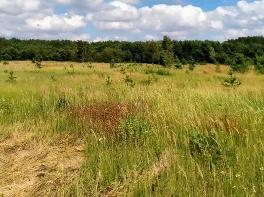 Продам участок 10 соток, ИЖС, Новая ул, Дубровичи с, 0 км от города