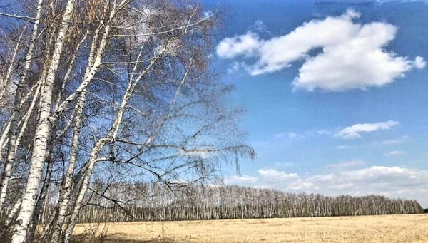 Продам участок 10,62 соток, ИЖС, Вишневка д, 0 км от города