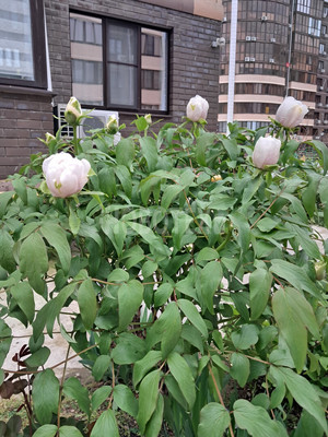 Продам однокомнатную (1-комн.) квартиру, Объездная ул, 18Ак8, Горячий Ключ г