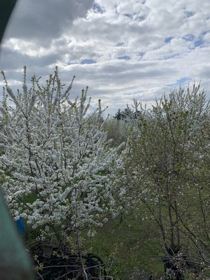 Продам дачу, СНТ Маяк тер, Волгодонск г, 0 км от города