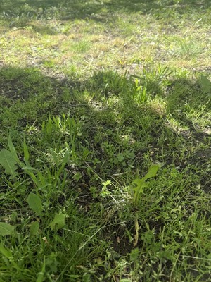 Продам участок 6 соток, Фермерское хоз., Радуга снт, Армавир г, 0 км от города