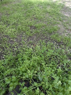 Продам участок 6 соток, Фермерское хоз., Радуга снт, Армавир г, 0 км от города