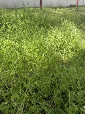 Продам участок 6 соток, Фермерское хоз., Радуга снт, Армавир г, 0 км от города