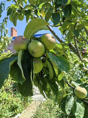 Продам дом, Светлая (Южное тер. ДНТ) ул, Красный х, 0 км от города