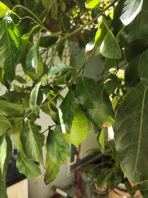 Продам дом, Светлая (Южное тер. ДНТ) ул, Красный х, 0 км от города