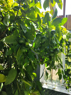 Продам дом, Светлая (Южное тер. ДНТ) ул, Красный х, 0 км от города