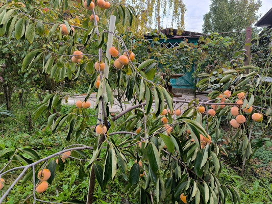 Продам дом, Светлая (Южное тер. ДНТ) ул, Красный х, 0 км от города