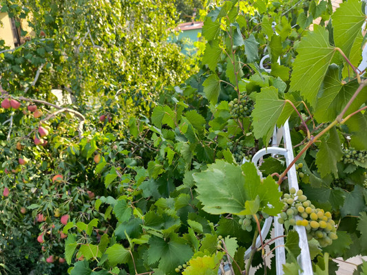 Продам дом, Светлая (Южное тер. ДНТ) ул, Красный х, 0 км от города