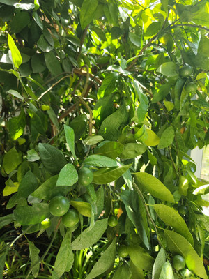 Продам дом, Светлая (Южное тер. ДНТ) ул, Красный х, 0 км от города