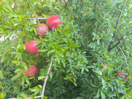 Продам дом, Светлая (Южное тер. ДНТ) ул, Красный х, 0 км от города