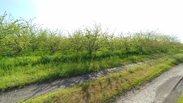 Продам участок 25 соток, ИЖС, Механизаторов ул, Измайлов х, 0 км от города