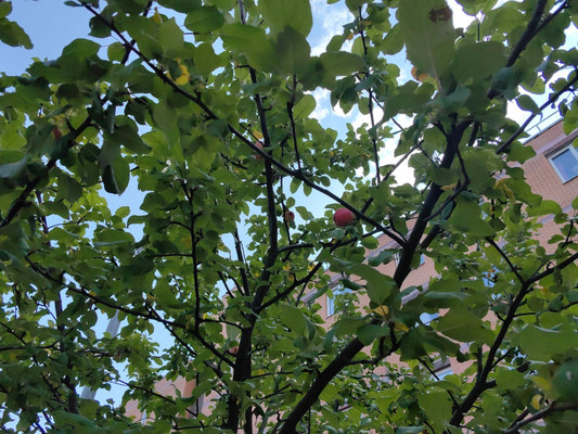 Продам однокомнатную (1-комн.) квартиру, Взлетная ул, 12к5, Всеволожск г