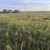 Продам участок 6 соток, ИЖС, Маршала Малиновского ул, 23, Волгодонск г, 0 км от города