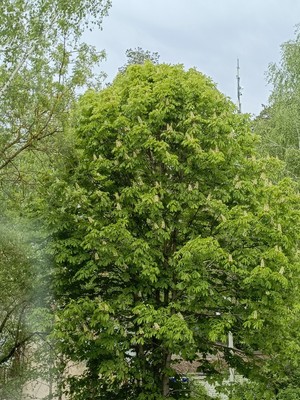 Продам однокомнатную (1-комн.) квартиру, Красный Октябрь ул, 43кА, Раменское г
