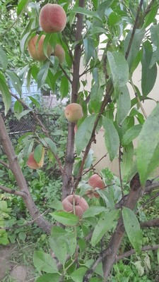 Продам дом, Роз б-р, Волгодонск г, 0 км от города