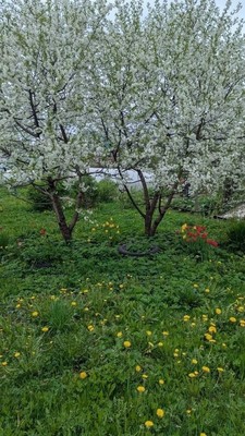 Продам дачу, Почтовая квартал 2 ул, 146, Старый Городок п, 0 км от города