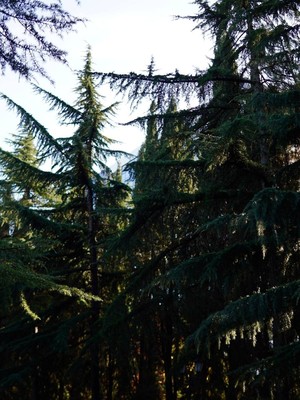 Продам однокомнатную (1-комн.) квартиру, Сусловой ул, 3, Виноградное с