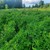 Продам участок 13 соток, ИЖС, Ситниково (Кантауровский с/с) д, 0 км от города