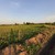 Продам участок 10 соток, Фермерское хоз., 219, Муромцево д, 0 км от города