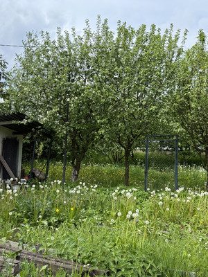 Продам участок 10 соток, Фермерское хоз., Новое Токсово п, 0 км от города
