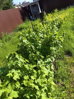 Продам дом, Кедровая ул, Орел д, 0 км от города