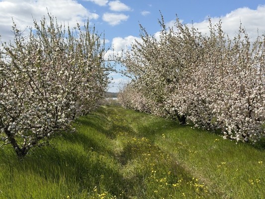 Продам землю для коммерческого использования 1,7 соток, Фермерское хоз., Нововасильевка с