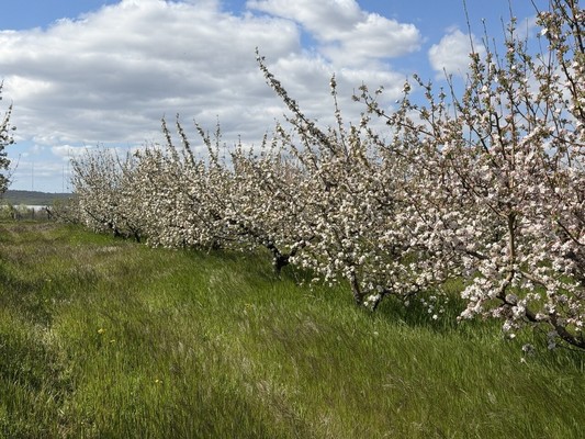Продам землю для коммерческого использования 1,7 соток, Фермерское хоз., Нововасильевка с