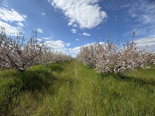 Продам землю для коммерческого использования 1,7 соток, Фермерское хоз., Нововасильевка с
