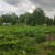 Продам участок 15 соток, ИЖС, Ельдигино с, 0 км от города
