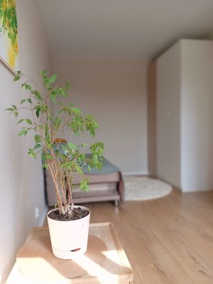 Продам однокомнатную (1-комн.) квартиру, Петергофское ш, 72к4, Санкт-Петербург г